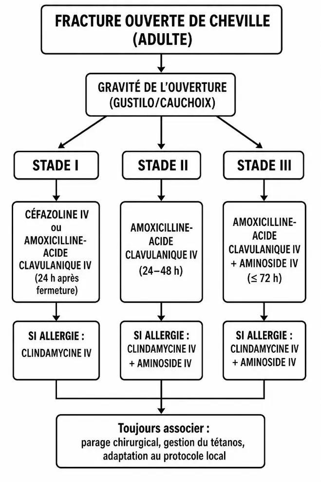 Algorithme d’antibiothérapie d’une fracture ouverte de cheville selon les stades de Gustilo et Cauchoix