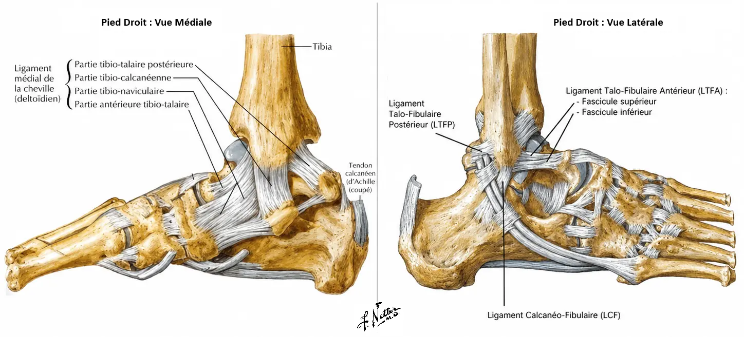 Illustration 3 — Entorse de cheville